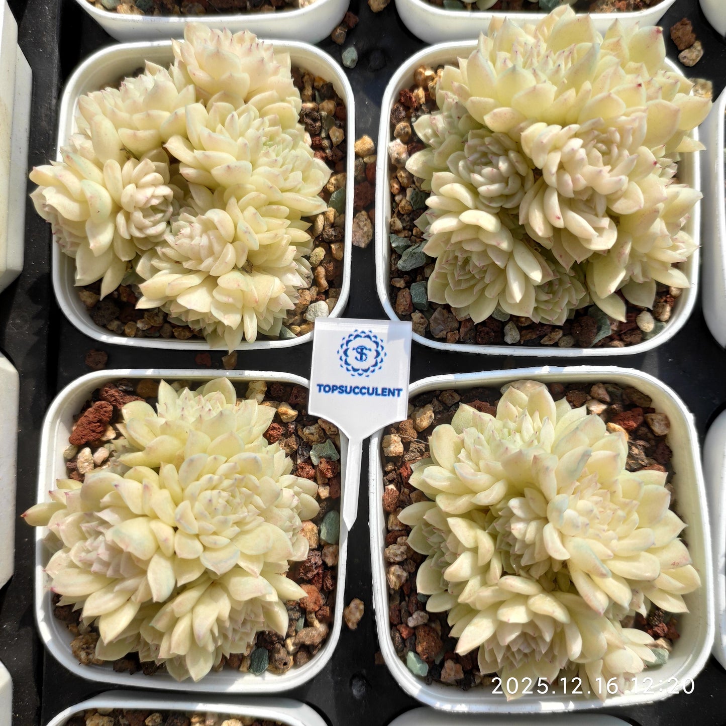 23675 クィーンHyb（7cm pot）