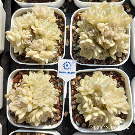 23675 クィーンHyb（7cm pot）