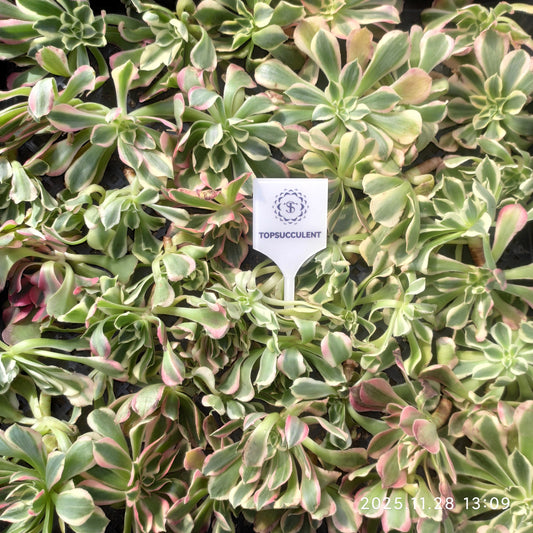 22689 ゴッデス（カット苗）（16cm pot）