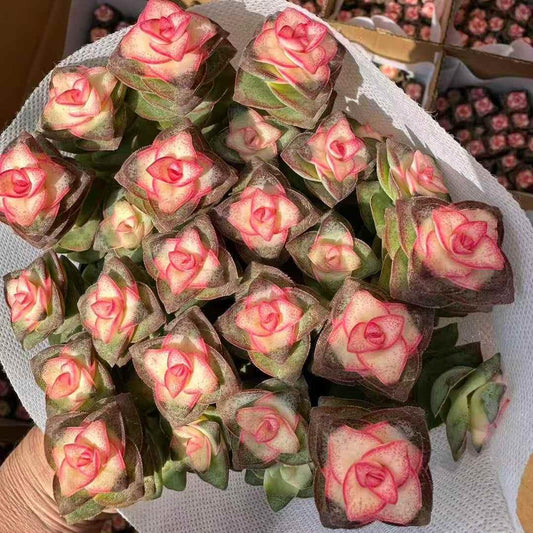 261221 星の王子薬錦