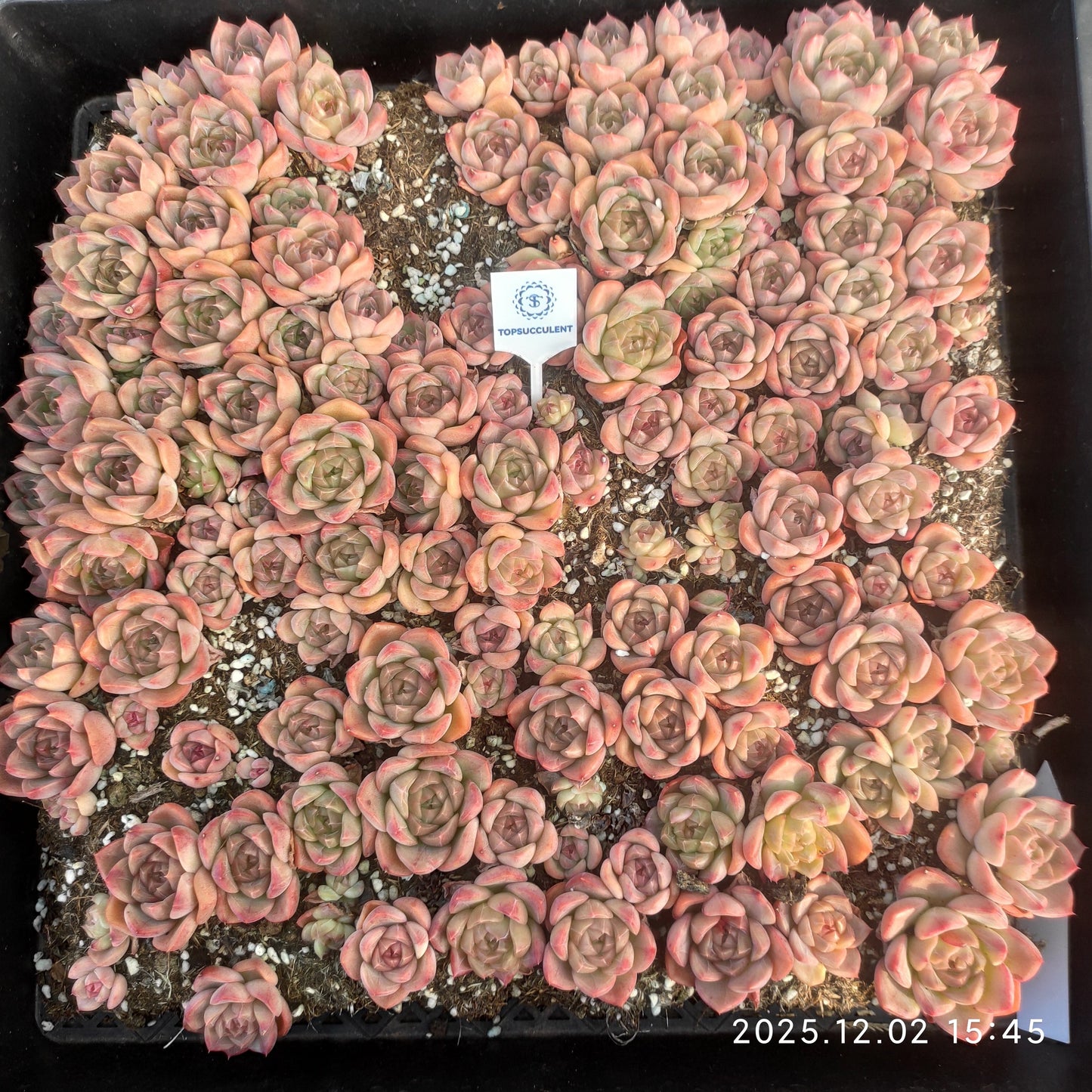 23036 アイス　スピリットHyb（ポット苗）