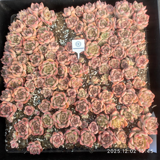 23036 アイス　スピリットHyb（ポット苗）