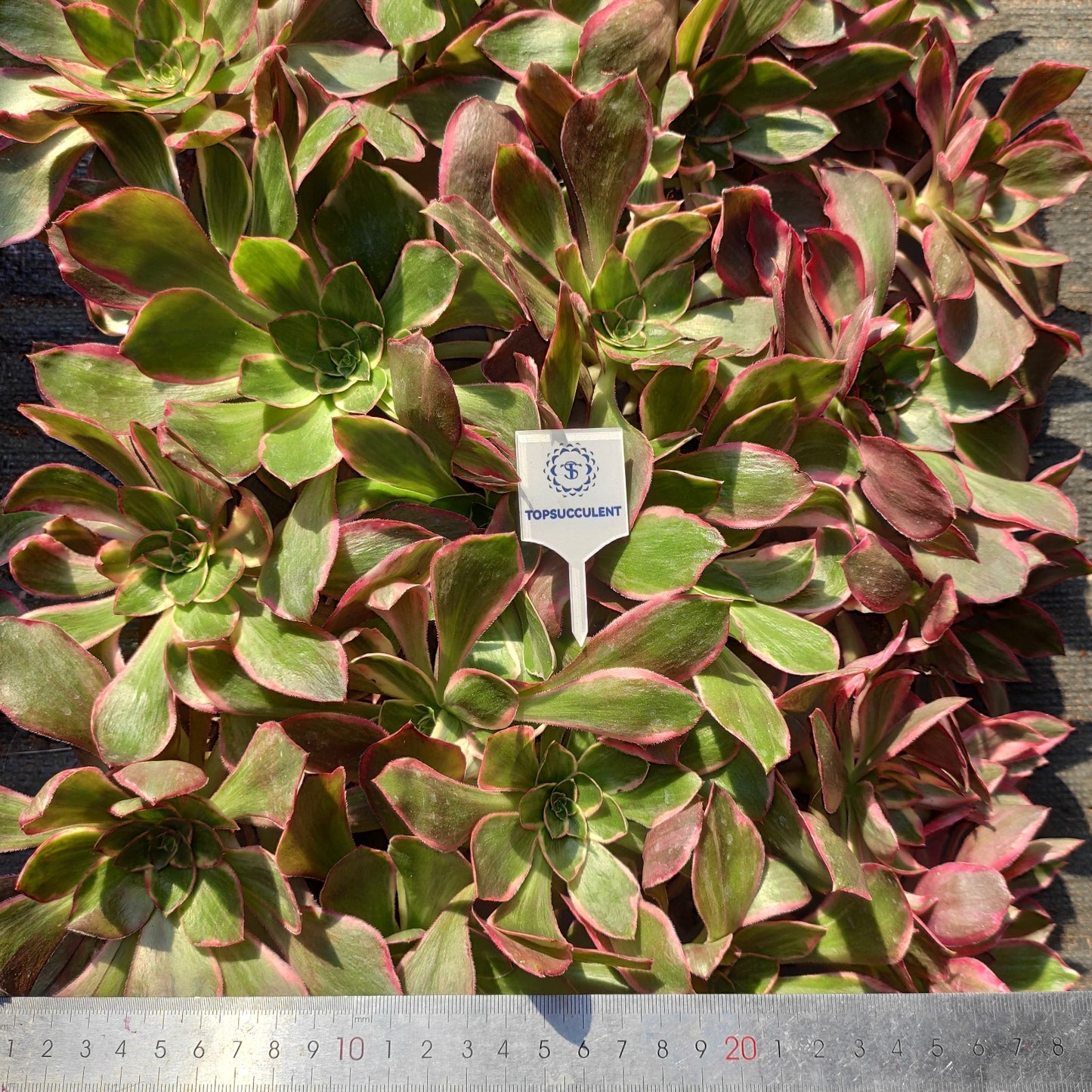 22305 イーブル　アイ