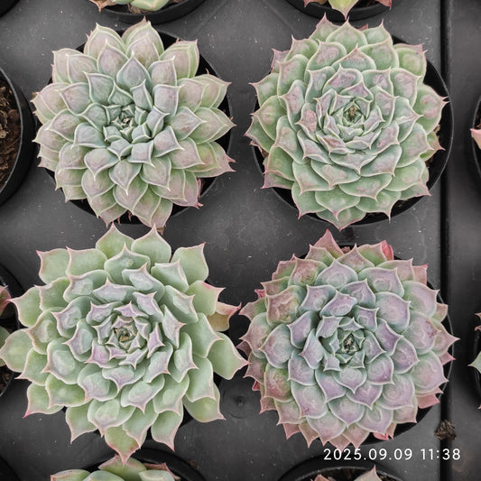 MMT768 ギロドロップス（9 cm pot）