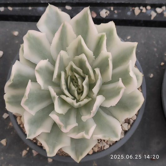 ON627 パープル　バタフライ錦（9cm pot）