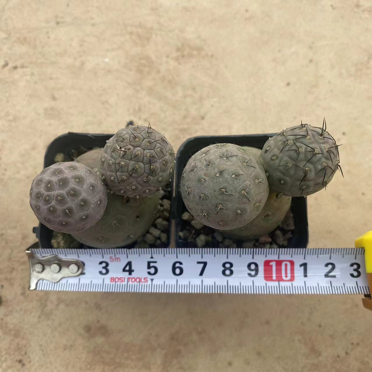 ZL231 テフロカクタス・ゲオメトリクス (7cm pot)