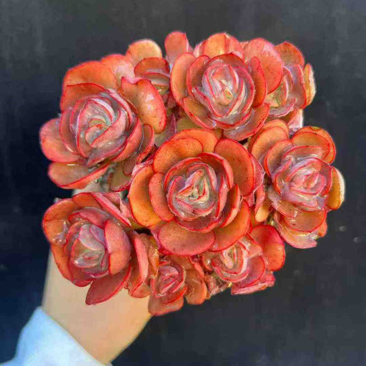 23607 スヨン（12cm pot）