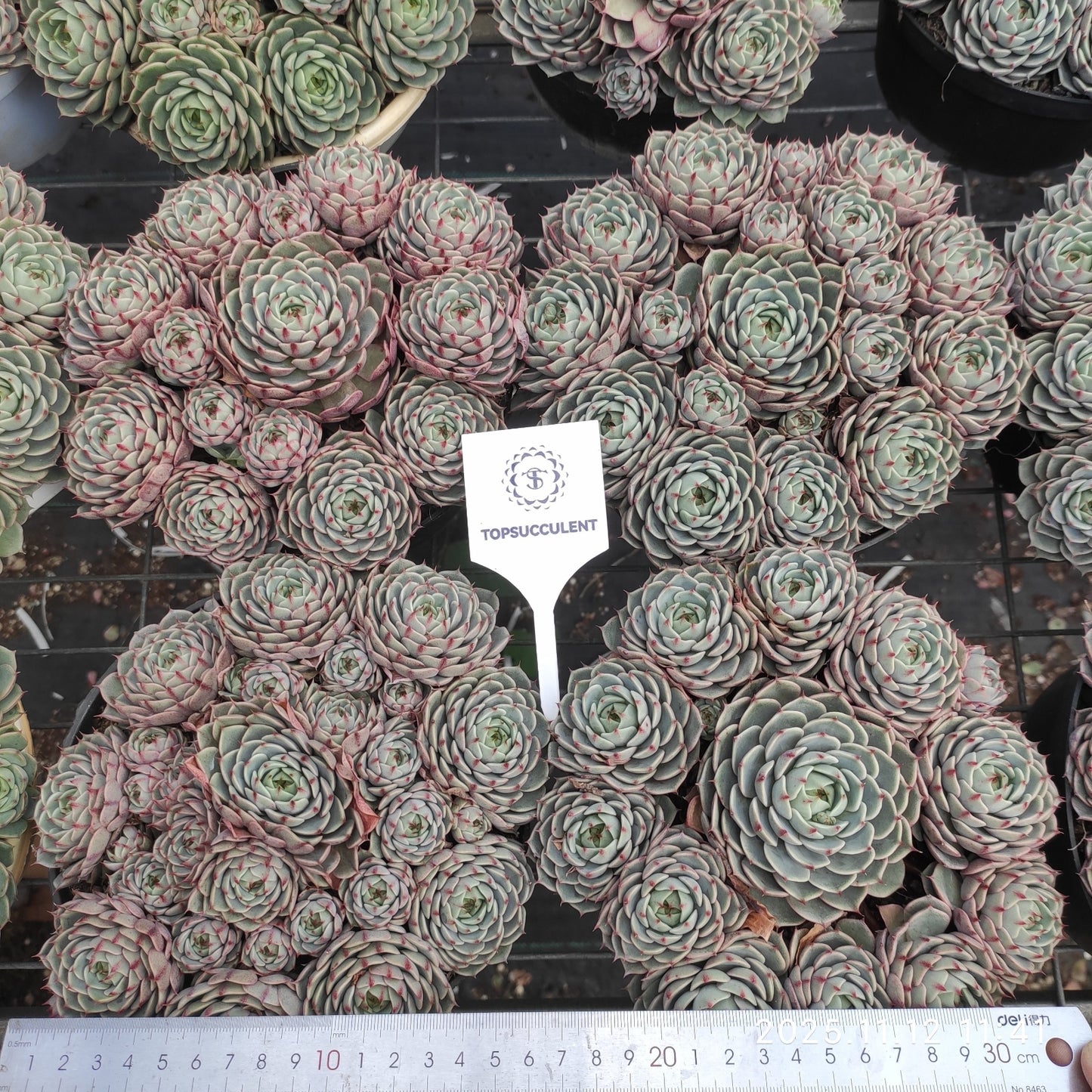 22508  ベンバディス（18cm pot）