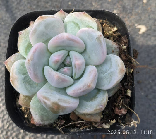 LYC053 オレンジモンロー（6.5 cm pot）