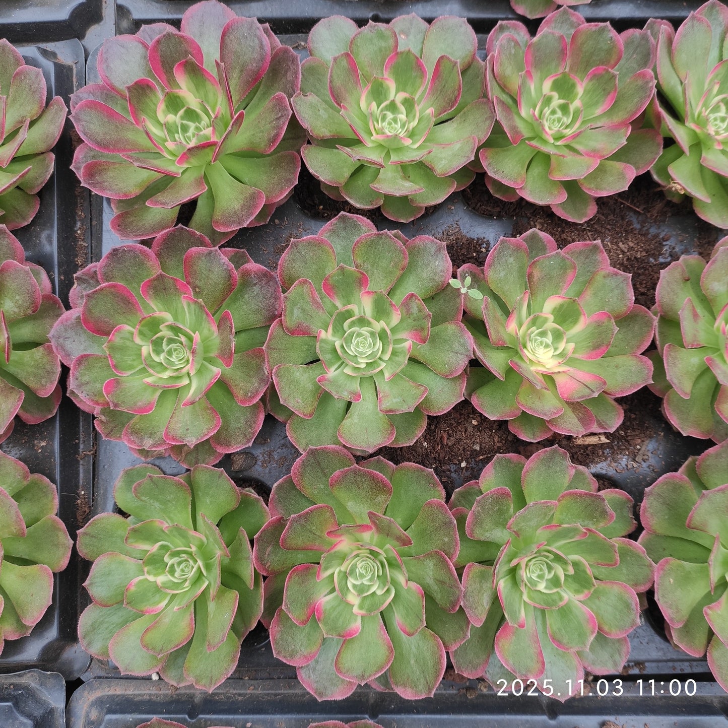 14158 アエオニウムシーキング（10cm pot）