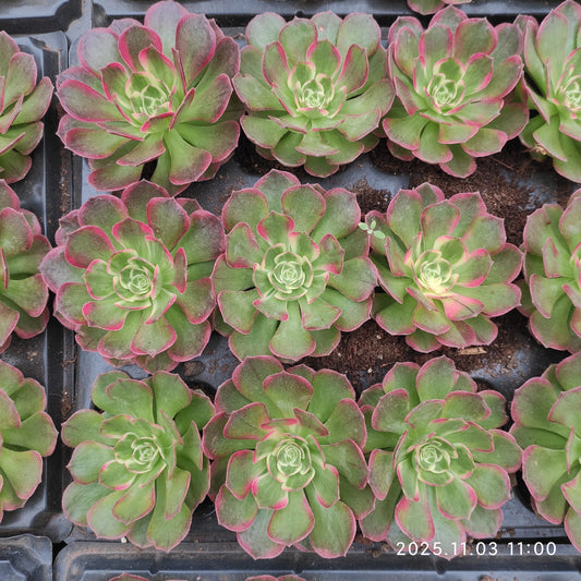 14158 アエオニウムシーキング（10cm pot）