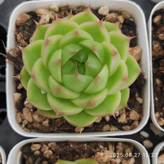 XQ1429 グリーン　ジェイドHyb（7cm pot）