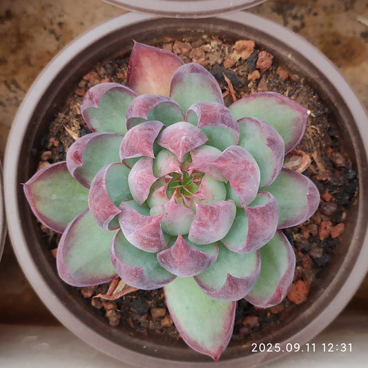 THH008 カシオ（12cm pot）