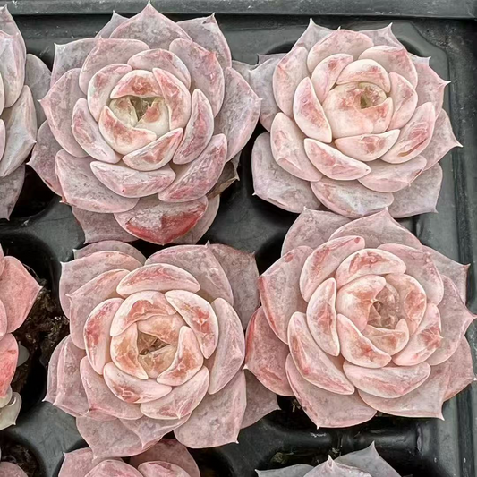 23487 グレーズド　バーズ（3cm pot）