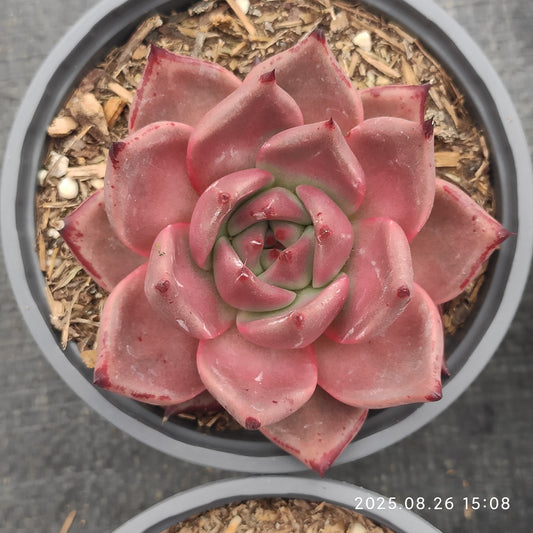 DQ129 ブラッドロメオ（12cm pot）