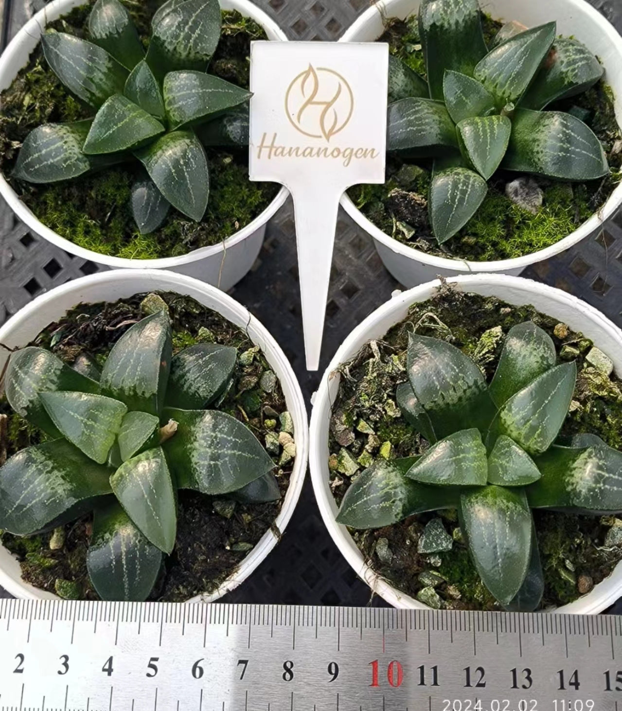 7413 黒武山クロタケャマ