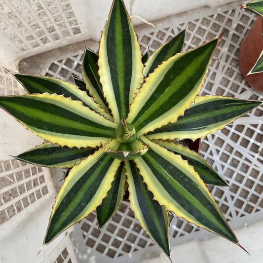 LJHH024 ロファンサ 錦　五色万代（16cm pot）