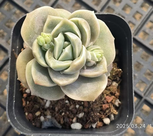 LYC176 ラブリーローズ （6.5cm pot）