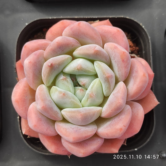 18355 ローンリー　ハート Hyb（7cm pot）