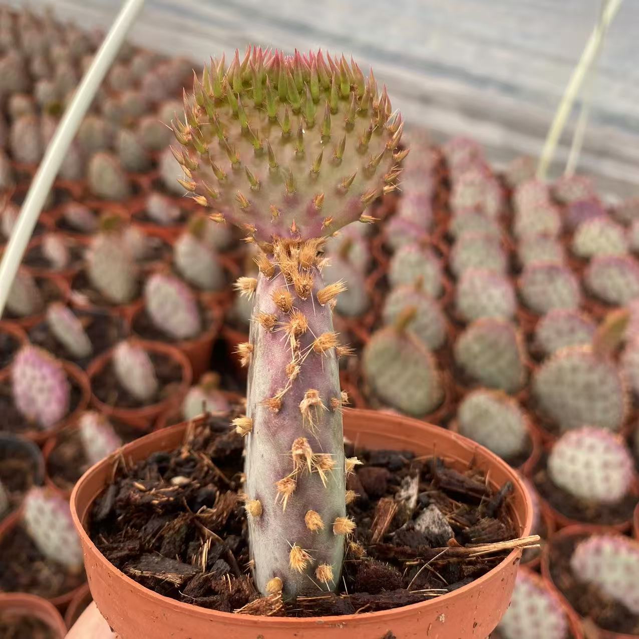 ZL535 オーパンシーアー　サントアリーター（8.5cm pot）