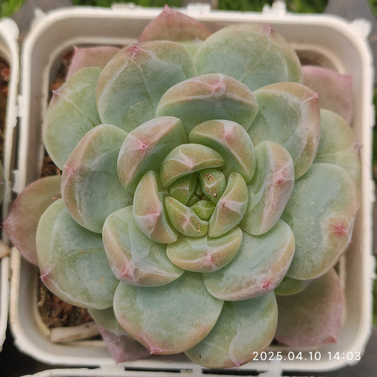 NGN253 グリーンダイアモンド（7cm pot）