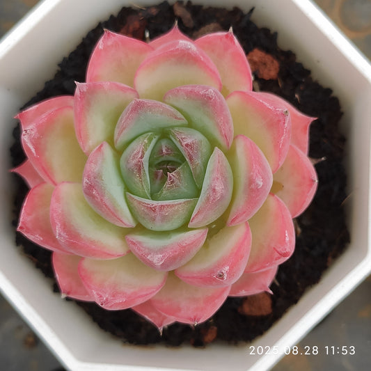 YBB023 ピンククリスタルローズ（7cm pot）