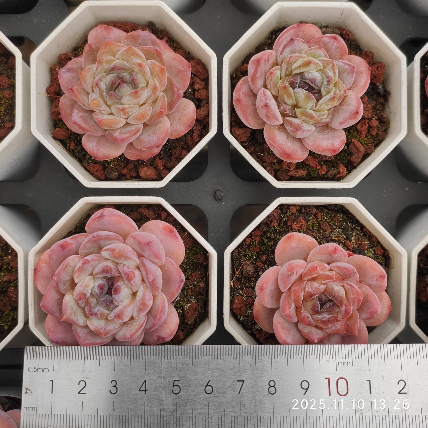 22582  オーペン　ウィング（6.5cm pot）