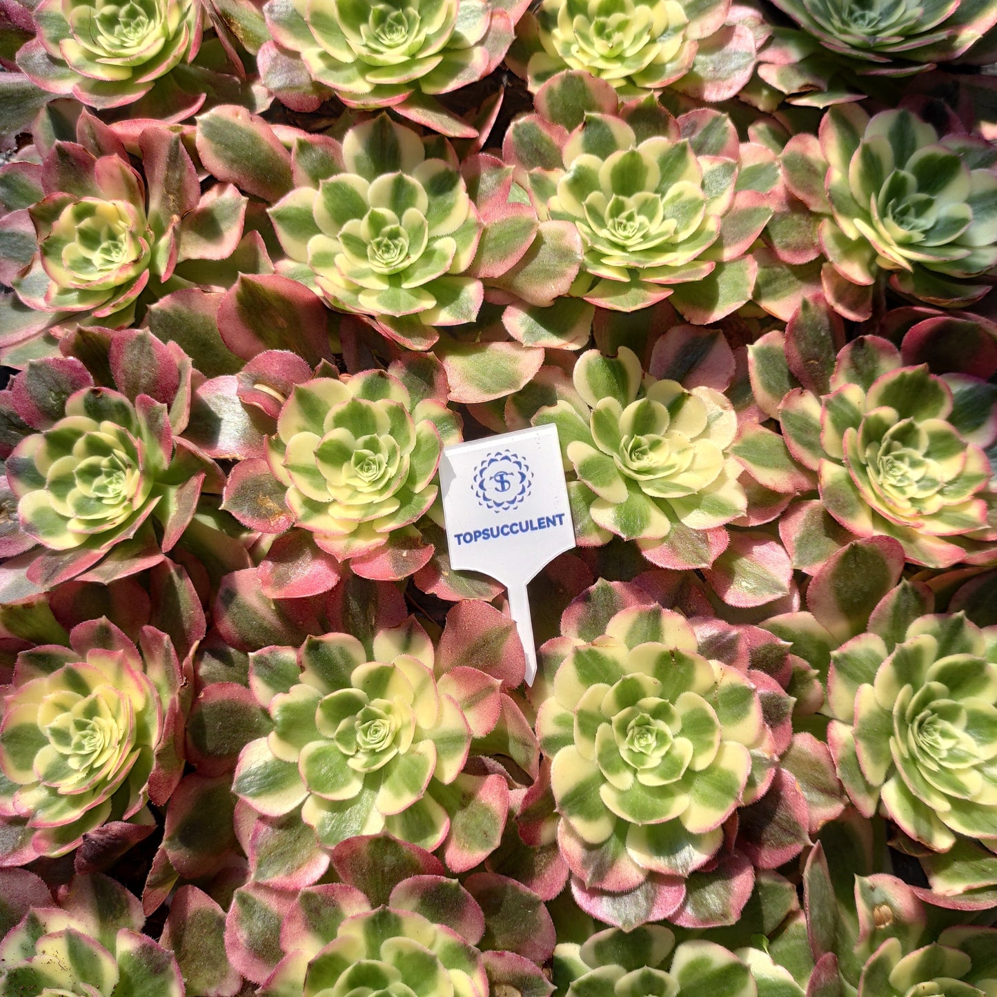 24621 フェース　パウダー