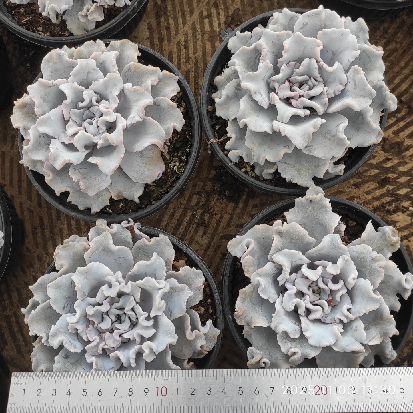 22326 クリスペートビューティ（16cm pot）