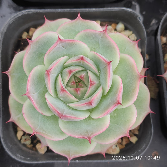 XQ1415 ロータスHyb（7cm pot）
