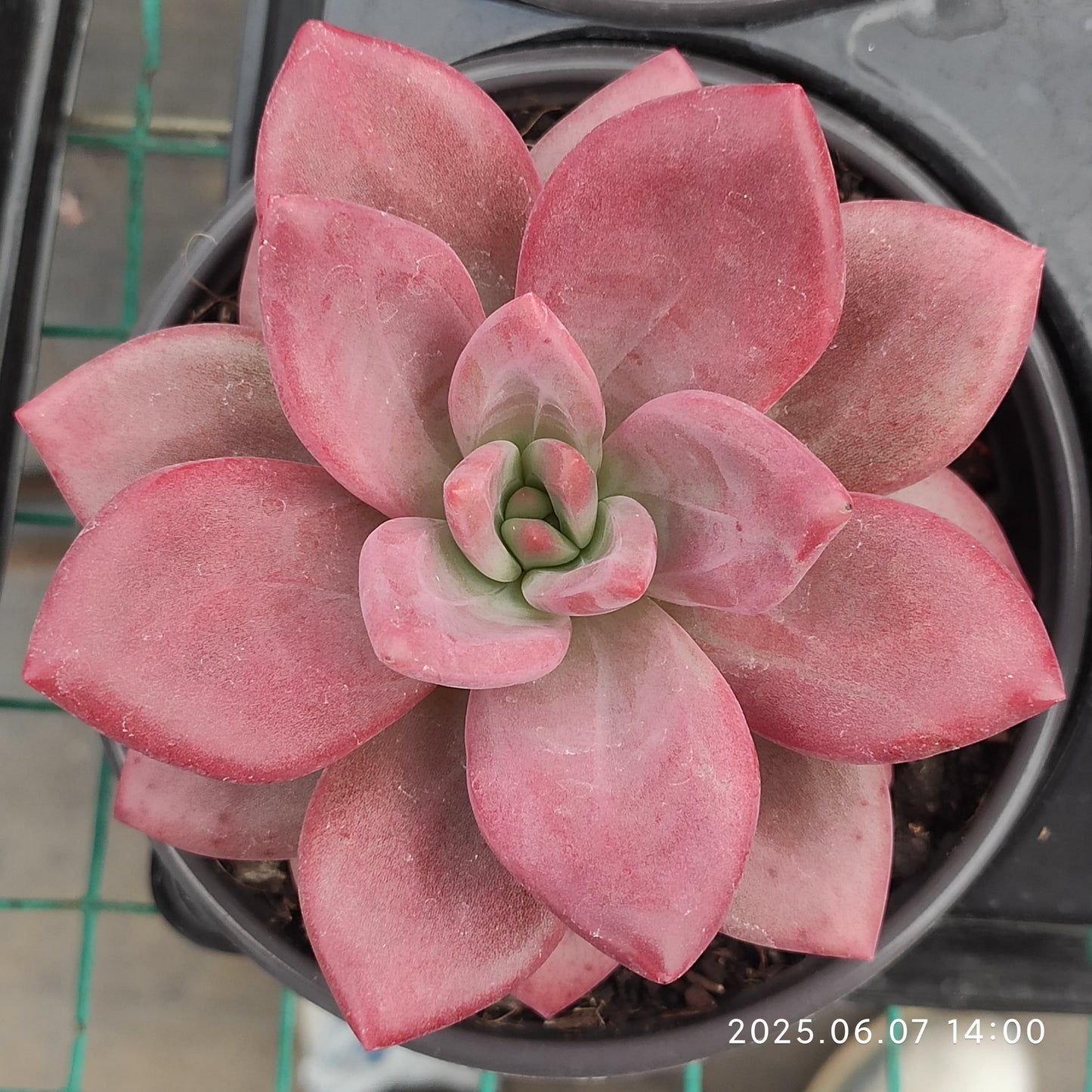 MMY1194 ヘフェスタス（12cm pot）