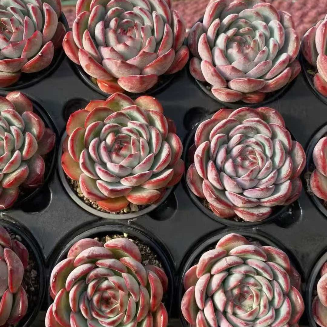 23620 ストロベリーアーモンド（9cm pot）