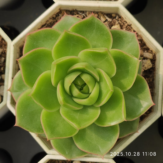 DQ095 ブルー・ムーン hyb (7cm pot)