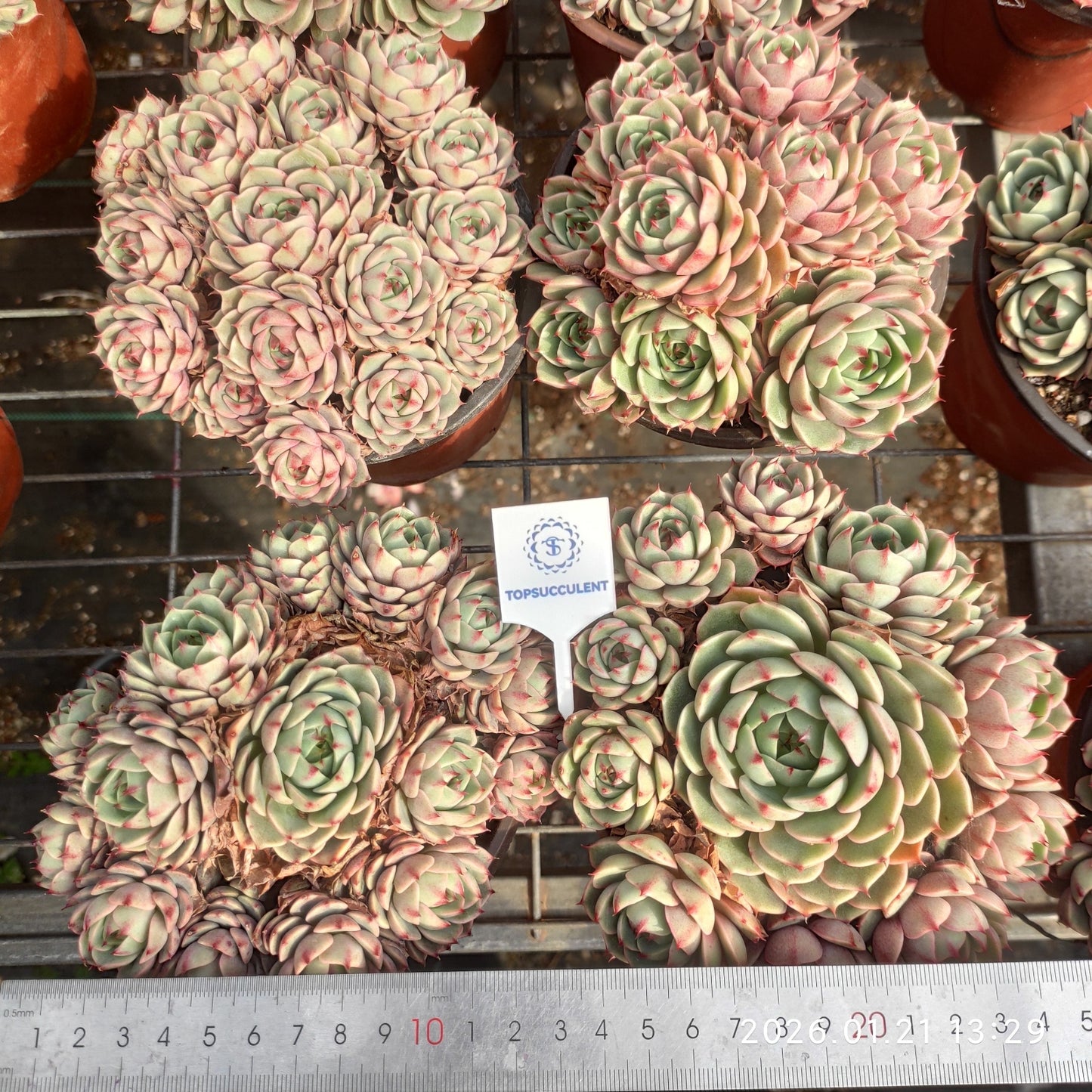 25099 ベンバディス