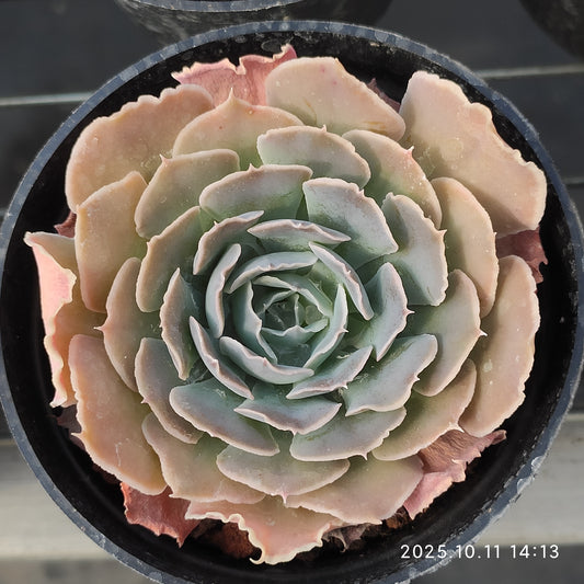 TPKM051 スワンレイク（白鳥の湖）(7cm pot)