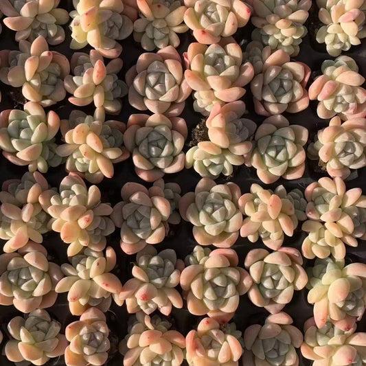 23449 アイスグリーン（3cm pot）（ポット苗）