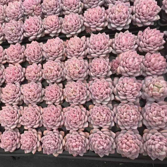 24590 ジェイドモンロー