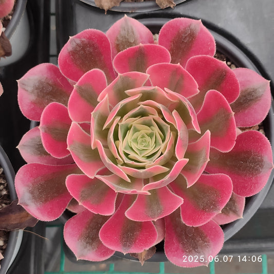 MMY1201 ウィッチ（12cm pot）