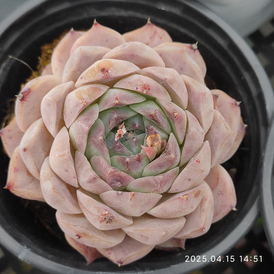 QN554 ポセイドン(9cm pot)