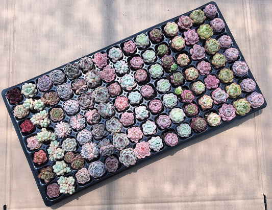 105穴鍼灸プレートの組み合わせ 22