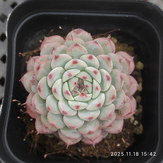 12791 ブルーミニマ（6.5cm pot）