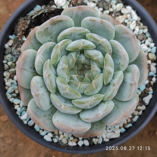 XQ1427 ホワイトラブ（12cm pot）