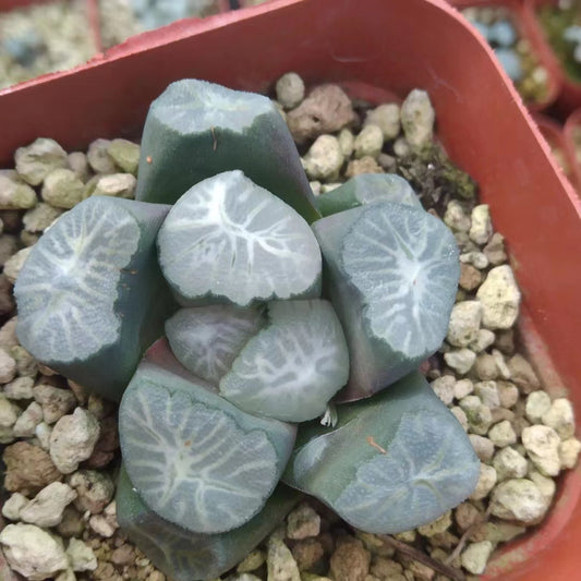 CS047 花菱 ハナビシ (7cm pot)