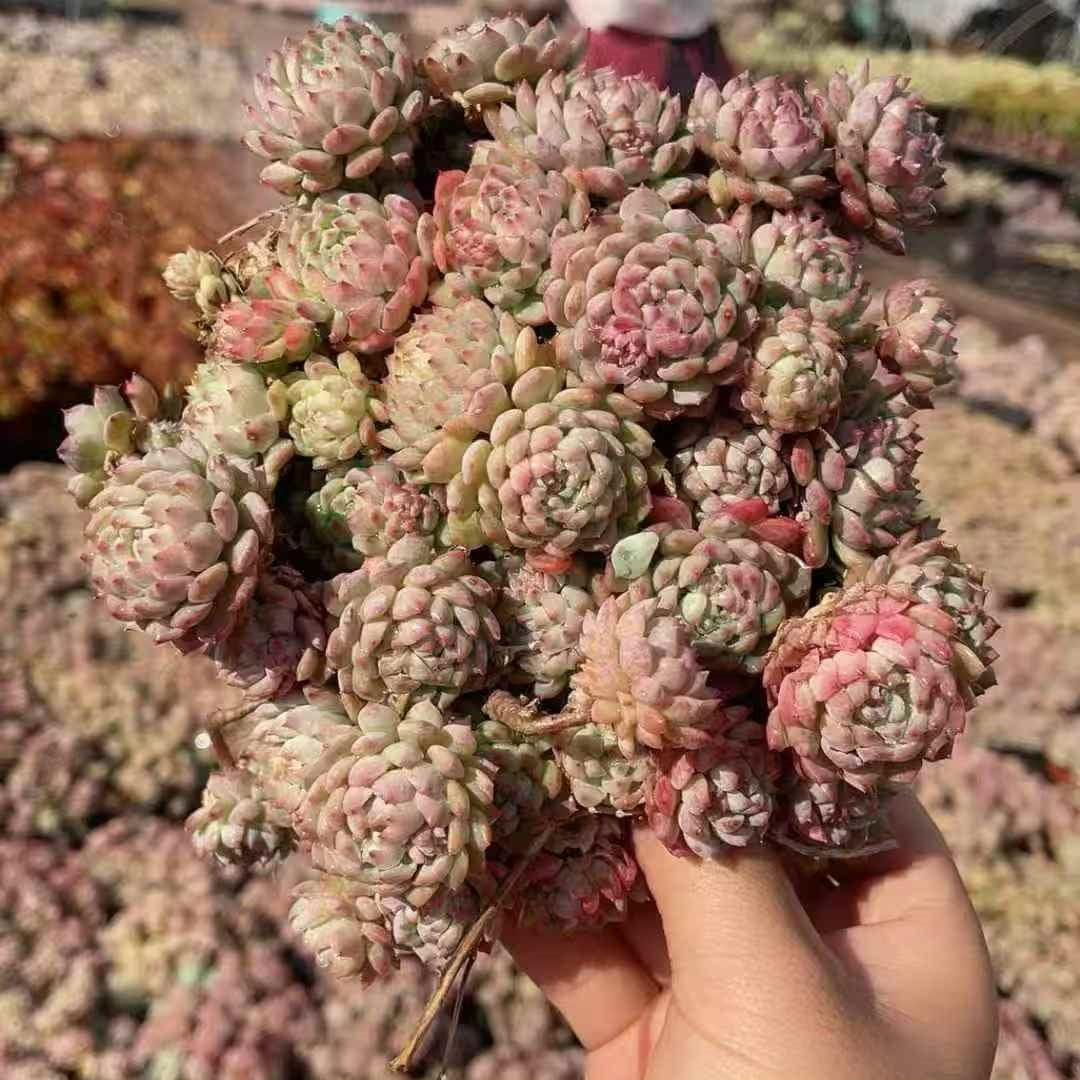 25056 ピンクベリー