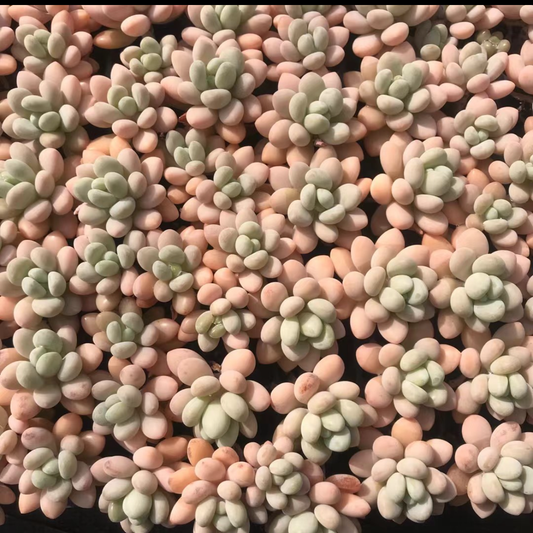 23370 レジェンド（3cm pot）（ポット苗）