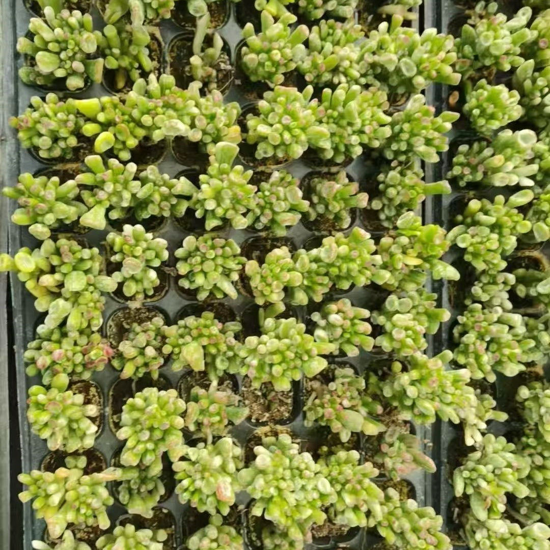 22025  クラッスラ　オブリくア　ゴルム錦（5cm pot）（ポット苗）