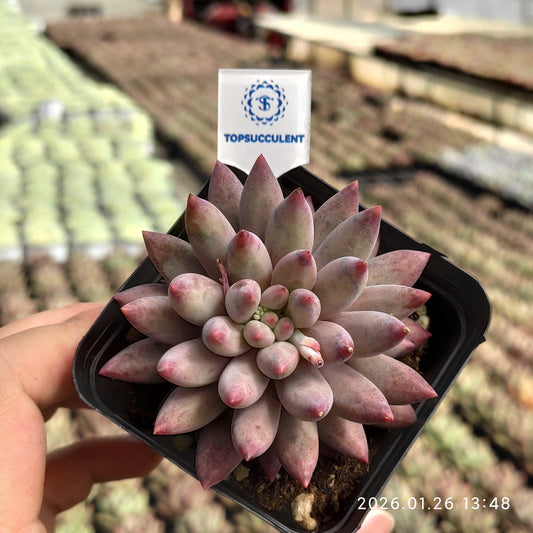 21783 ゴールドフィッシュ