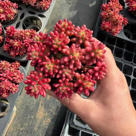 22954 クラウゼン錦（9cm pot）