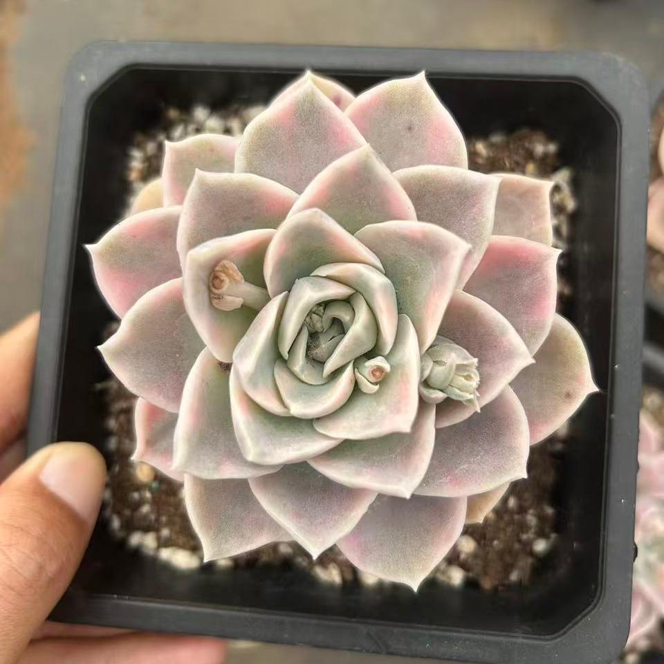 26318 ハリーワトソン錦