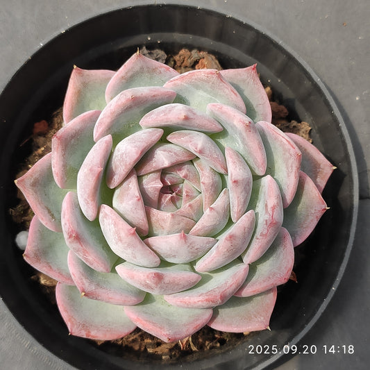 XY365 ピンクダイヤモンド（10cm pot）
